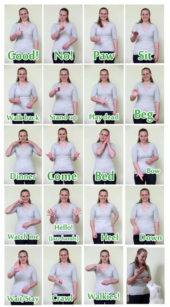 A women showing and teaching signs to train your dog